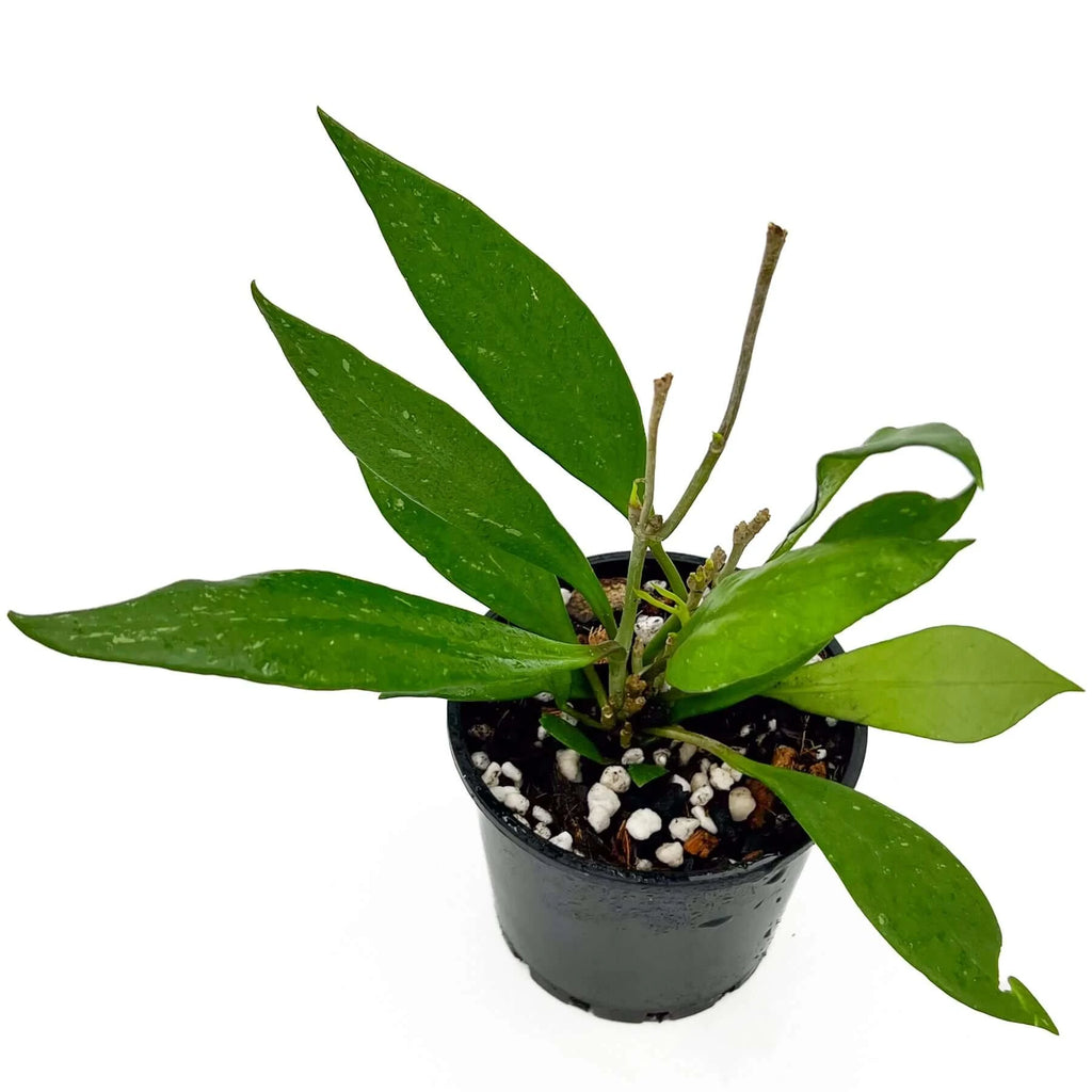 Hoya Pubicalyx Pink-Silver | Indoor Plant | Chalet Boutique - Australia