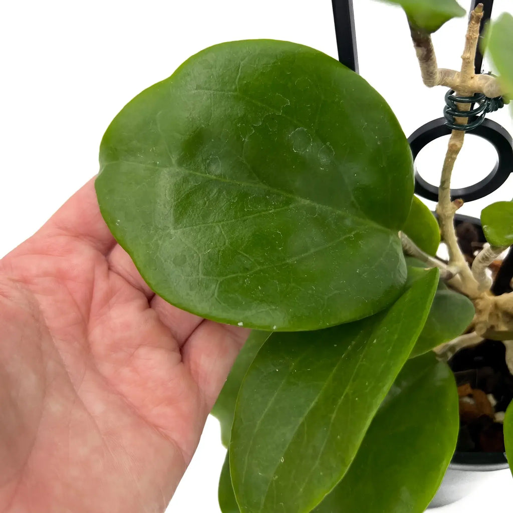 Hoya surigaoensis | Indoor Plant | Chalet Boutique - Australia