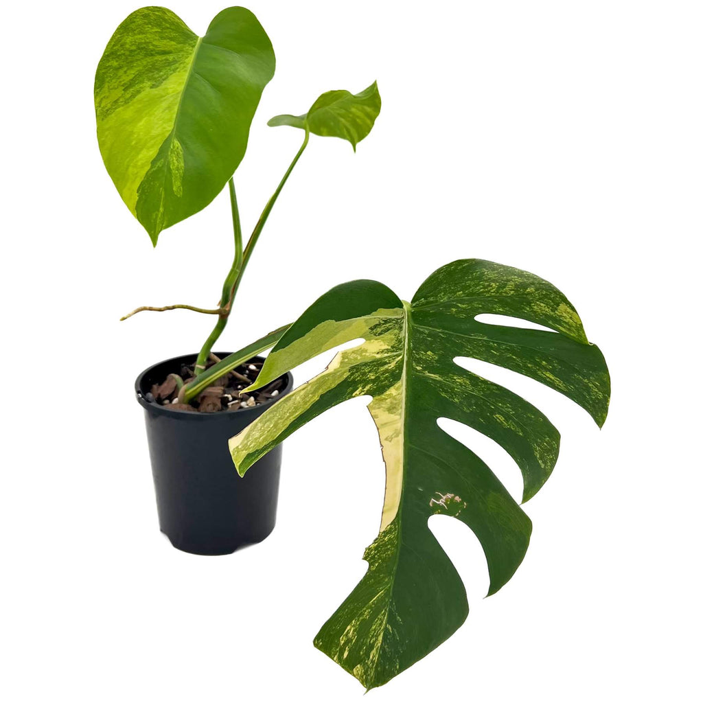 Monstera deliciosa ‘Aurea’ Variegated | Indoor Plant | Chalet Boutique - Australia