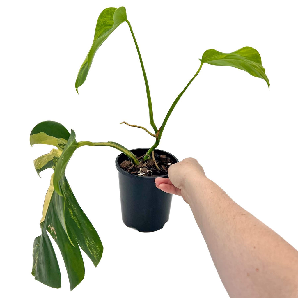 Monstera deliciosa ‘Aurea’ Variegated | Indoor Plant | Chalet Boutique - Australia