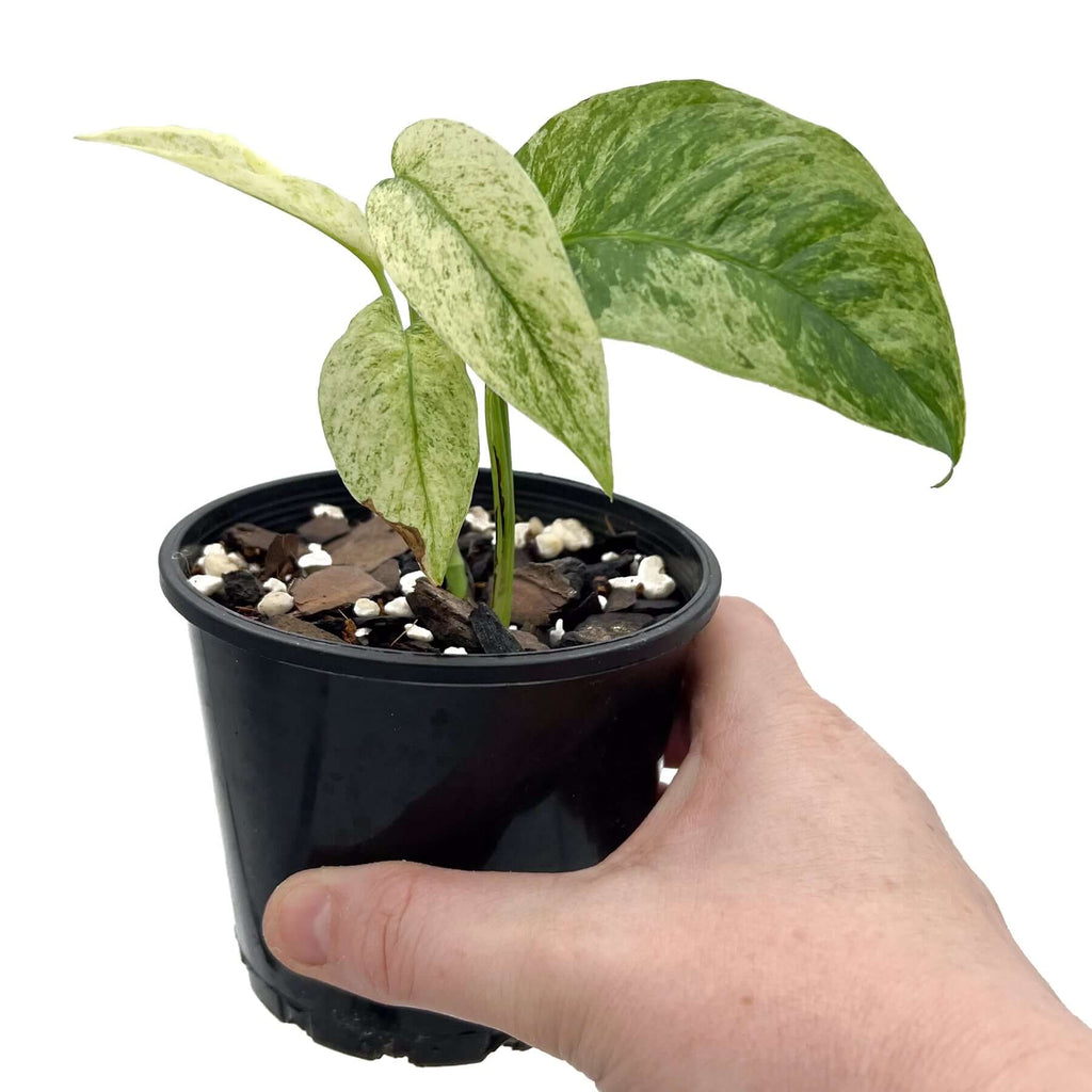 Monstera adansonii var laniata Variegated Mint | Indoor Plant | Chalet Boutique - Australia
