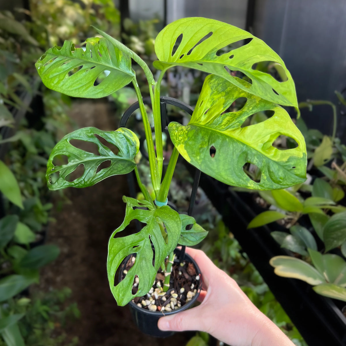 monstera monkey mask vs adansonii Monstera Adansonii 'Monkey Mask'