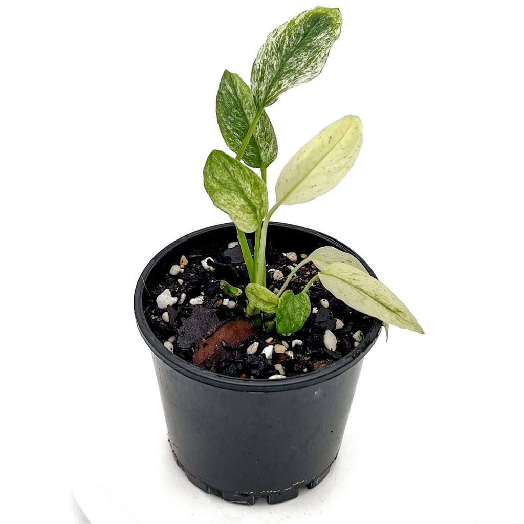 Monstera adansonii var laniata Variegated Mint | Indoor Plant | Chalet Boutique - Australia