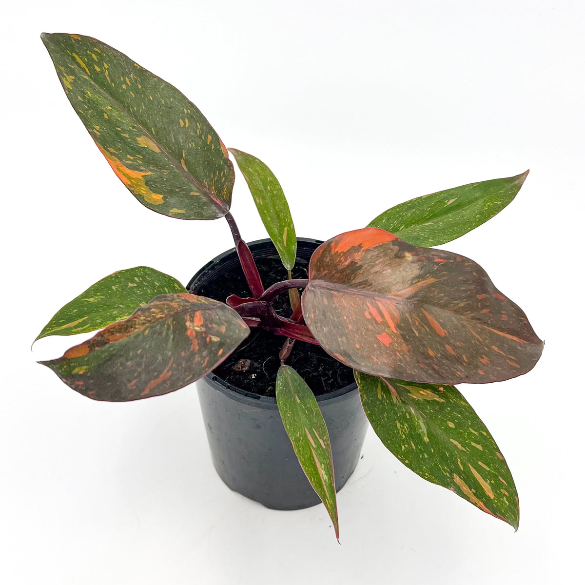 Buy Philodendron 