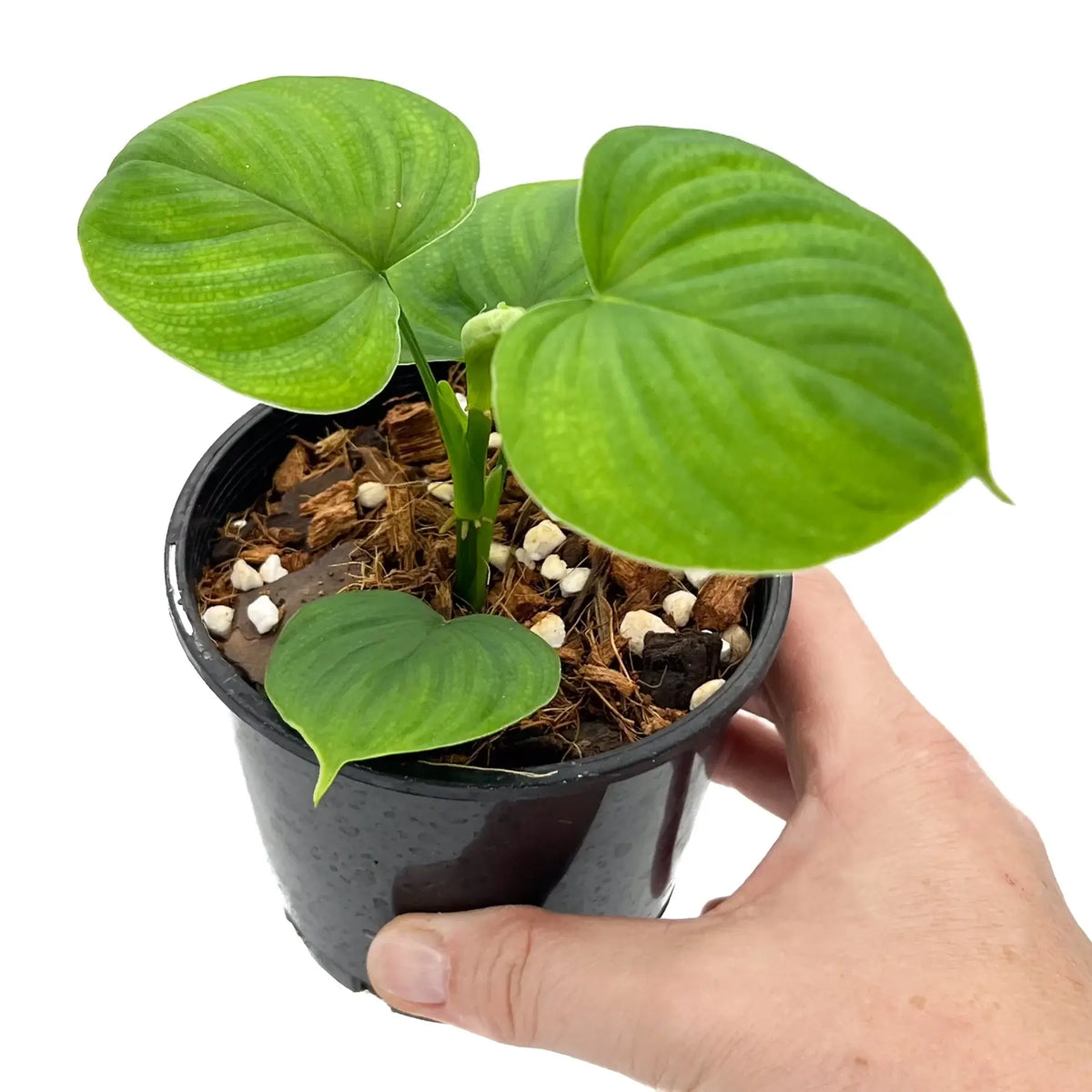philodendron fibraecataphyllum care Philodendron fibraecataphyllum