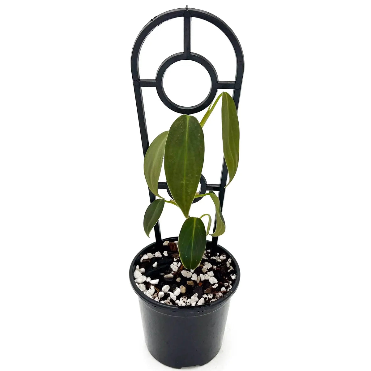 philodendron gigas australia Buy Rare Philodendron Gigas