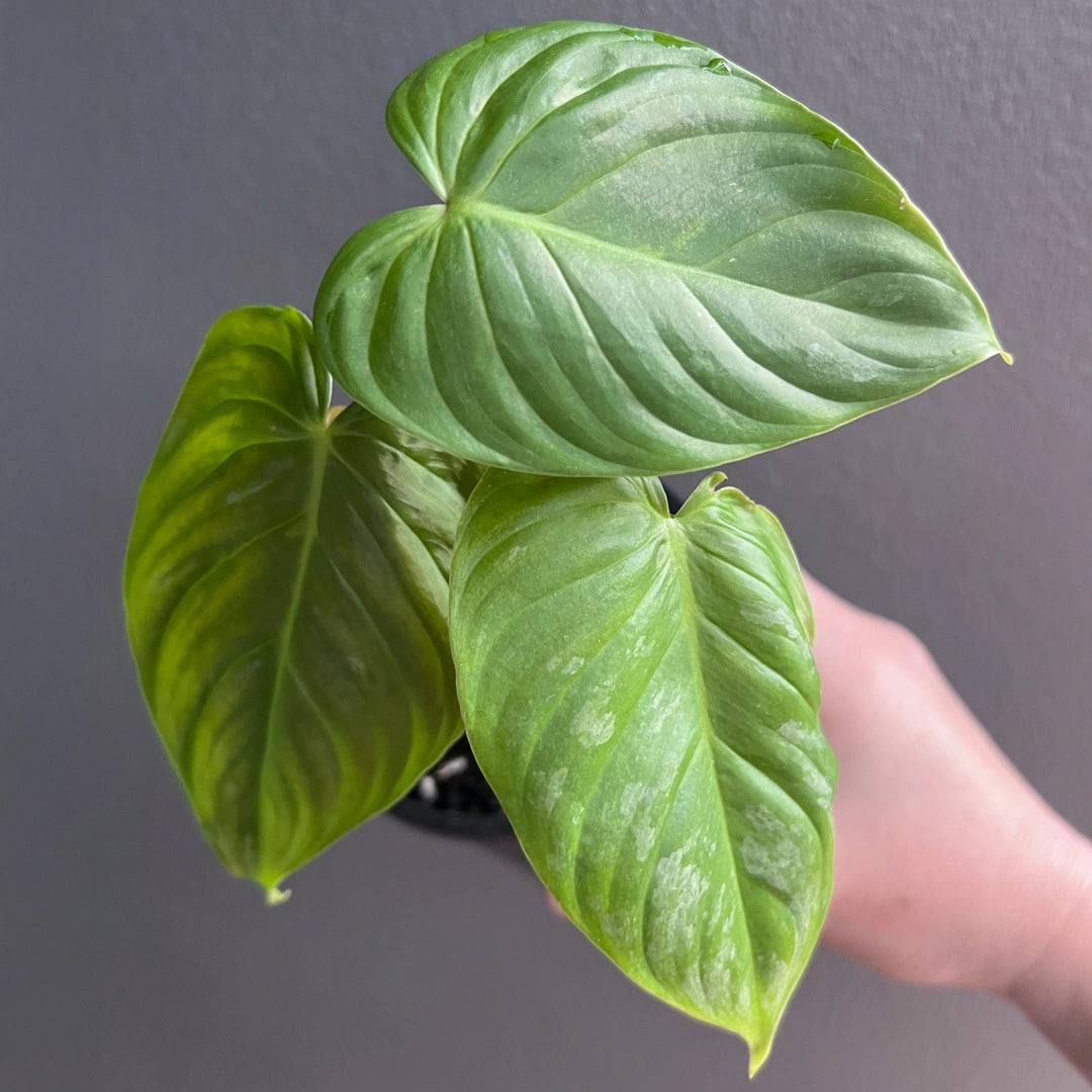 Philodendron Majestic main image 1