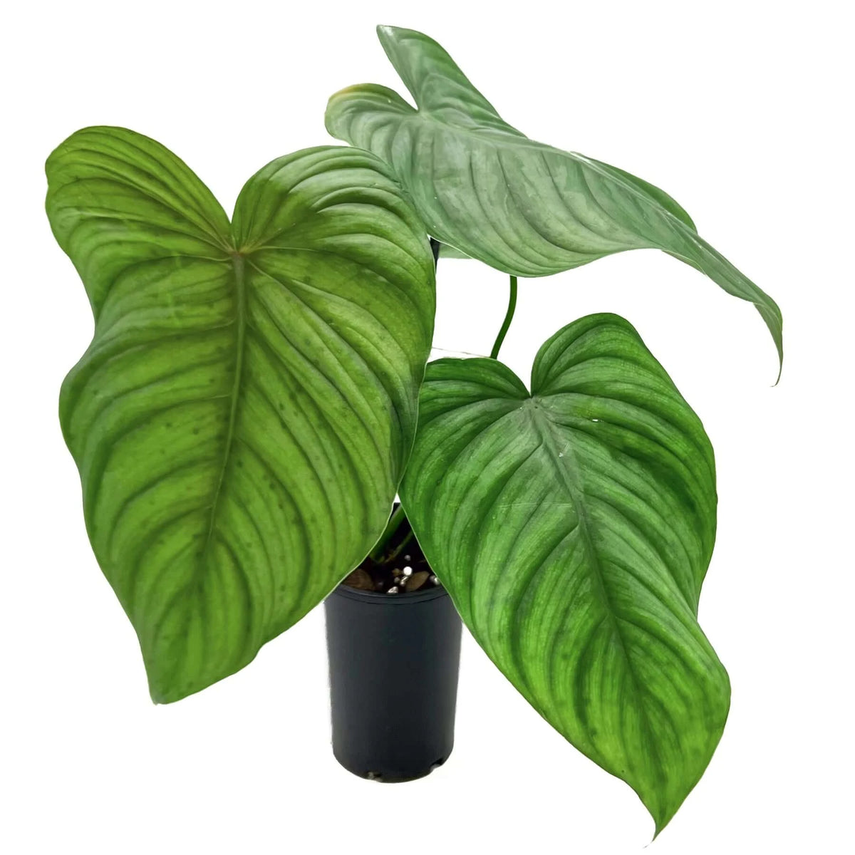 Philodendron plowmanii X tenue Shop Indoor Plants, Australia Chalet