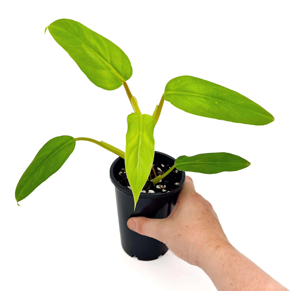 Philodendron domesticum | Indoor Plant | Chalet Boutique - Australia