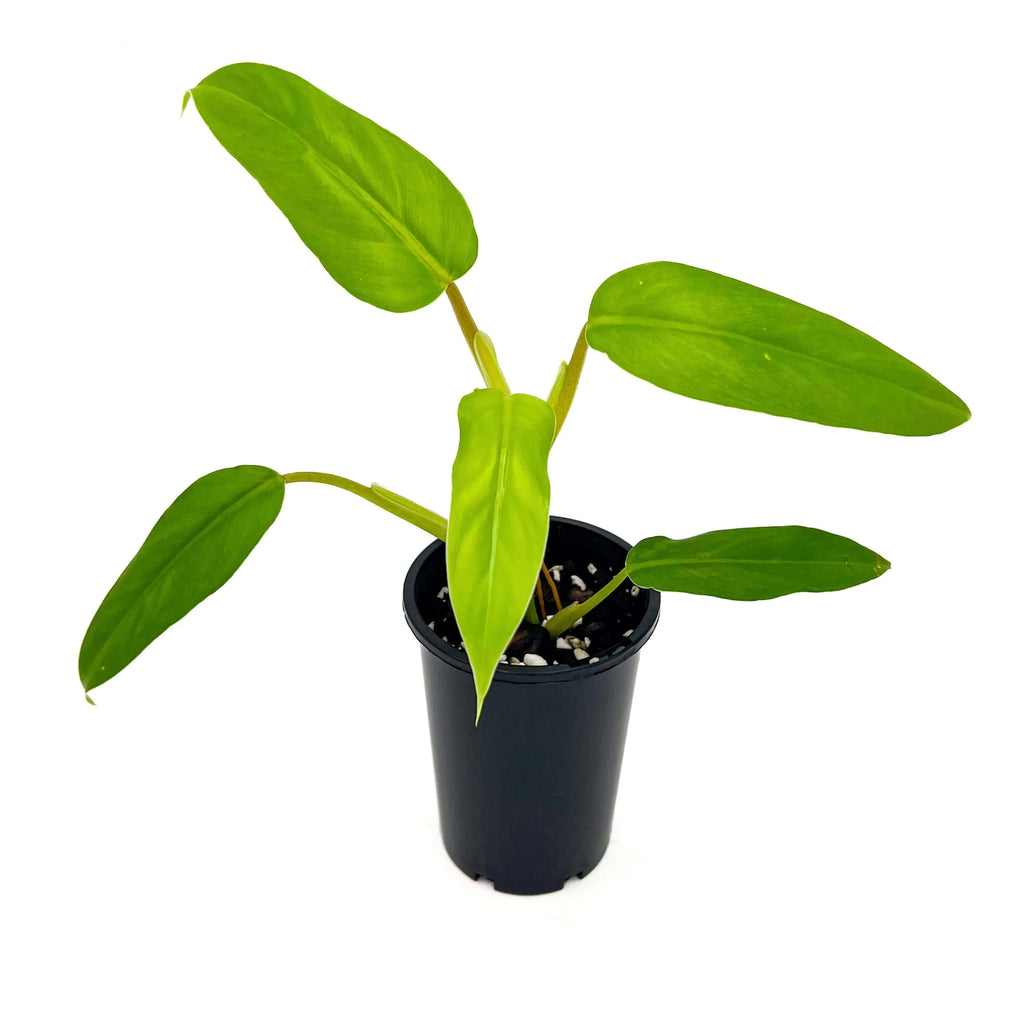 Philodendron domesticum | Indoor Plant | Chalet Boutique - Australia