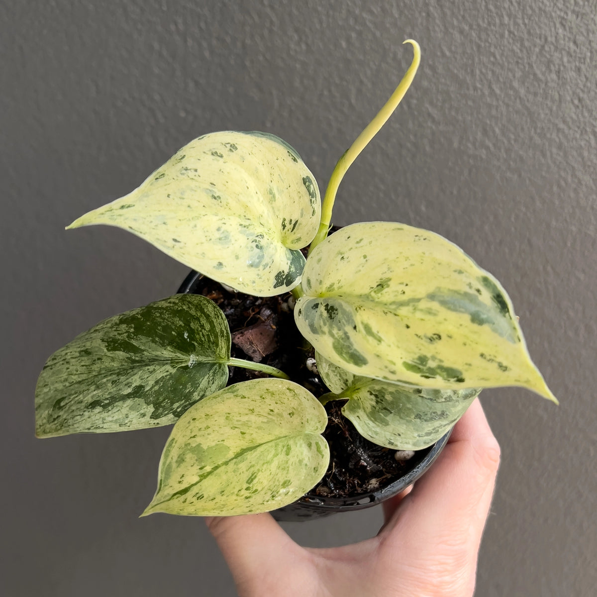 Scindapsus pictus Jade Satin White Mint - Rare Indoor Plant