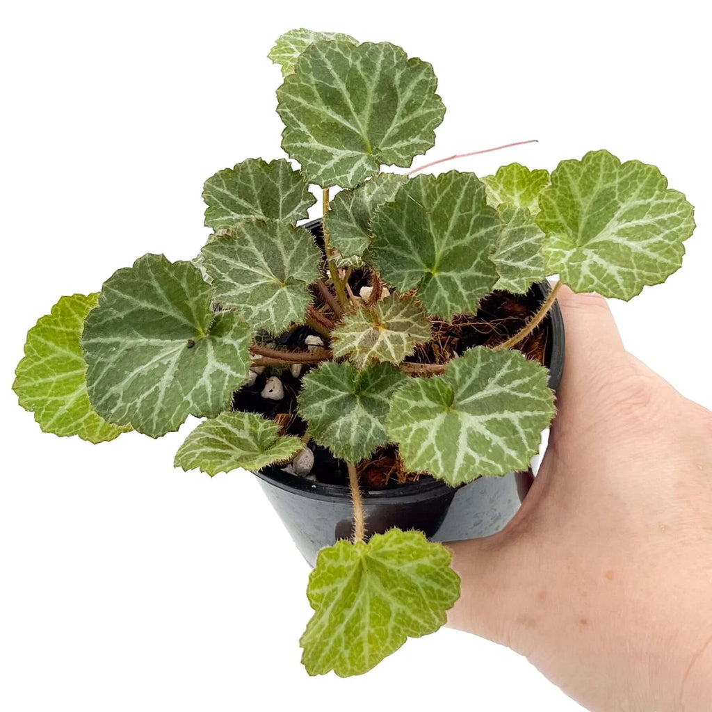 Saxifraga Stolonifera 'Strawberry Begonia' | Indoor Plant | Chalet Boutique - Australia