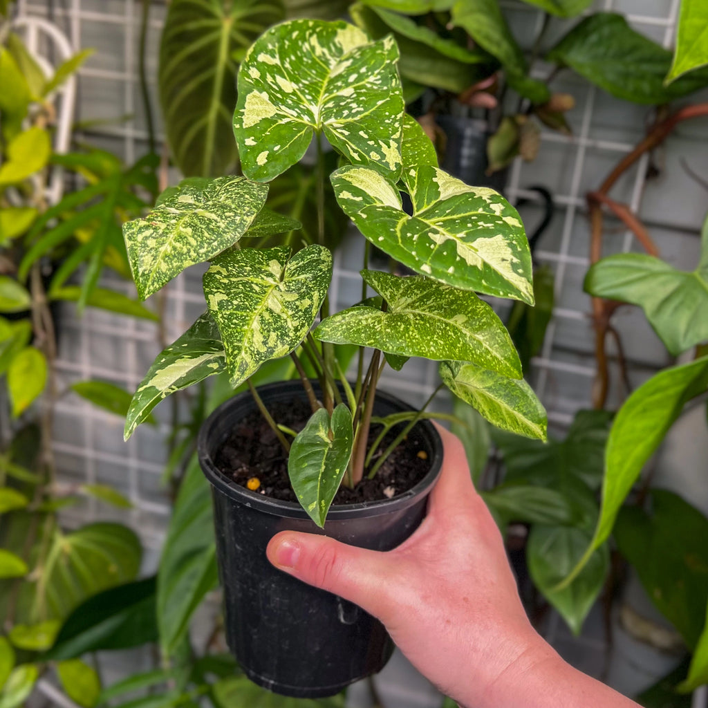 Syngonium podophyllum Panda | Indoor Plant | Chalet Boutique - Australia