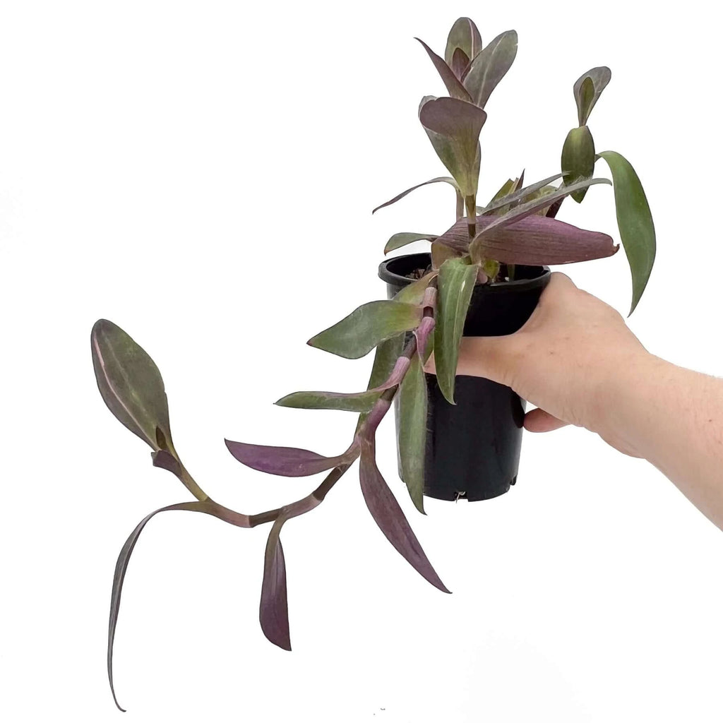 Tradescantia pallida Purpurea 'Purple Heart' | Indoor Plant | Chalet Boutique - Australia