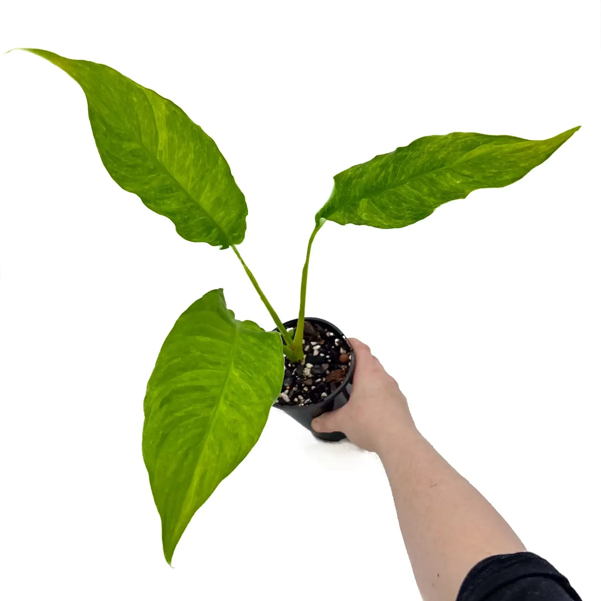 Buy Spathiphyllum Alpha Variegated Rare Indoor Plants Australia