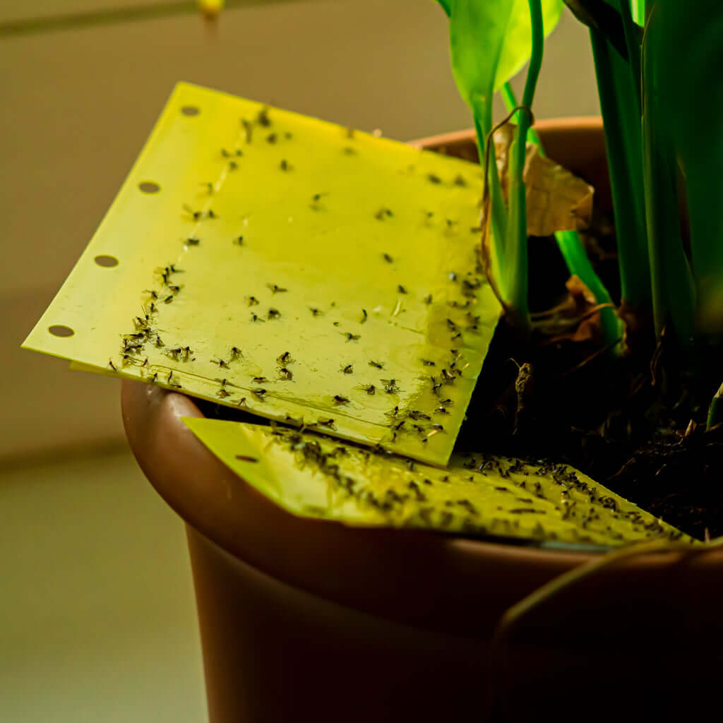 How to Identify, Control and Prevent Fungus Gnats