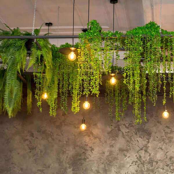 Best Low-Light Hanging Indoor Plants | Chalet Boutique, Australia