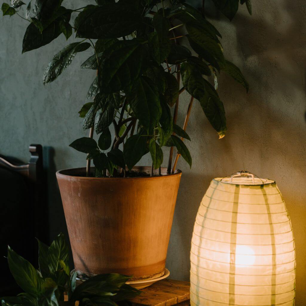 Low-Light Indoor Plants | Chalet Boutique, Australia