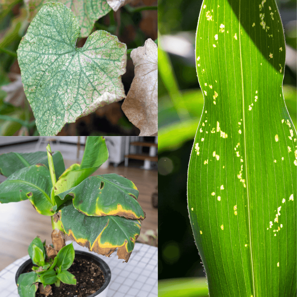 Indoor Plant Diseases - Powdery Mildew, Leaf Spot and Root Rot | Chalet Boutique, Australia