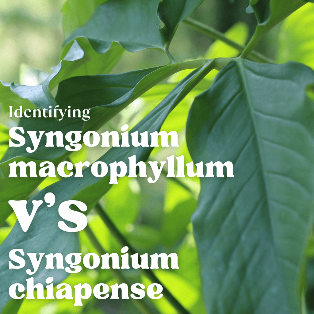 Identifying Syngonium chiapense v's Syngonium macrophyllum