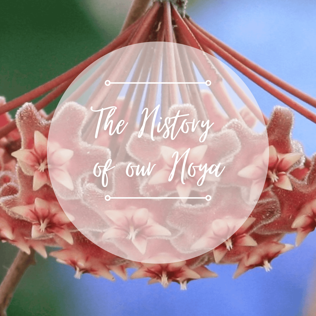 The History of our hoya