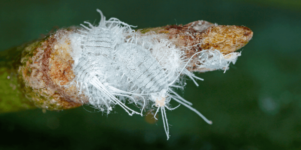 Mealybugs on indoor plants | Treatment 