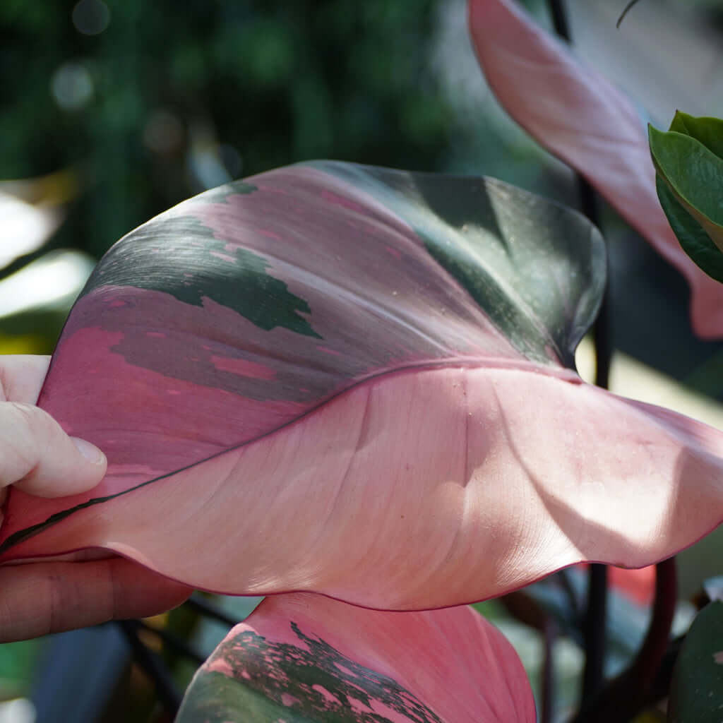 Philodendron Pink Princess  | Australian Indoor Houseplants | Chalet Boutique