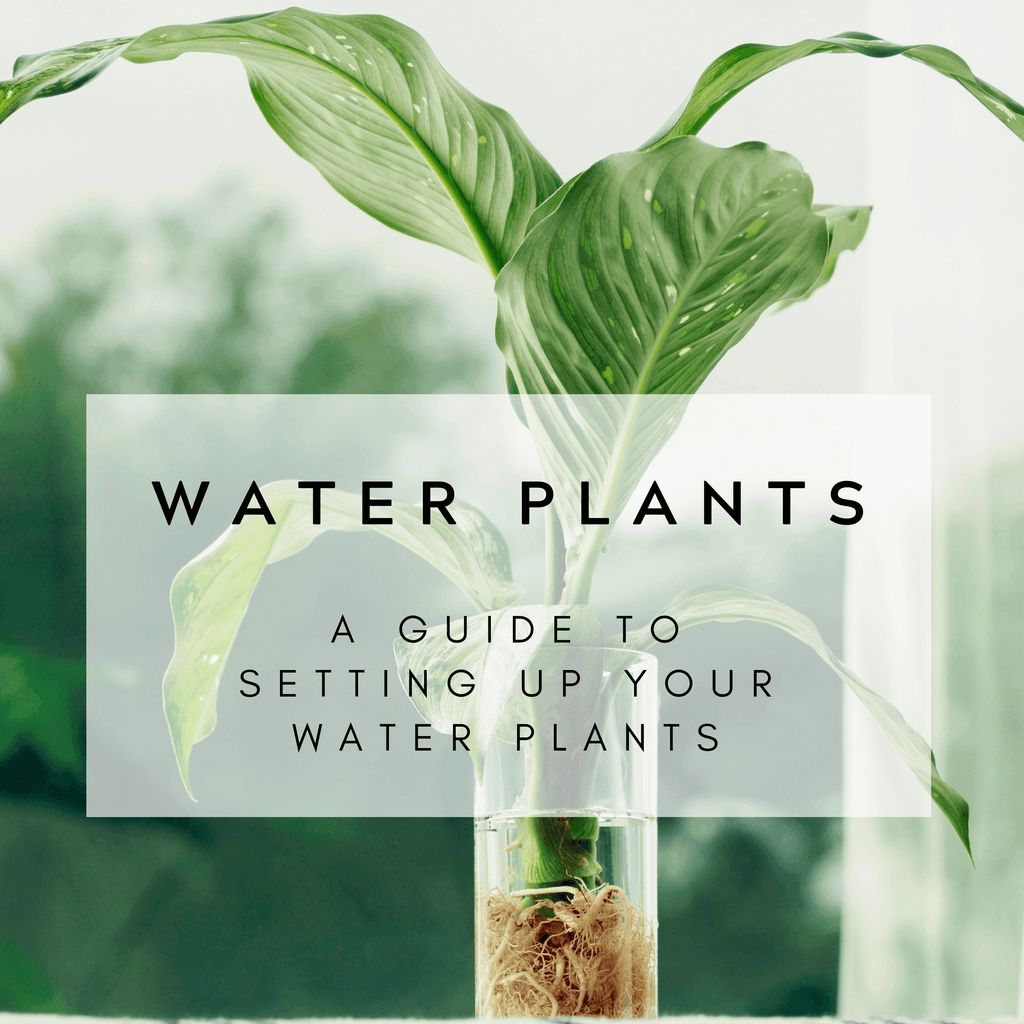A guide to setting up your water plants