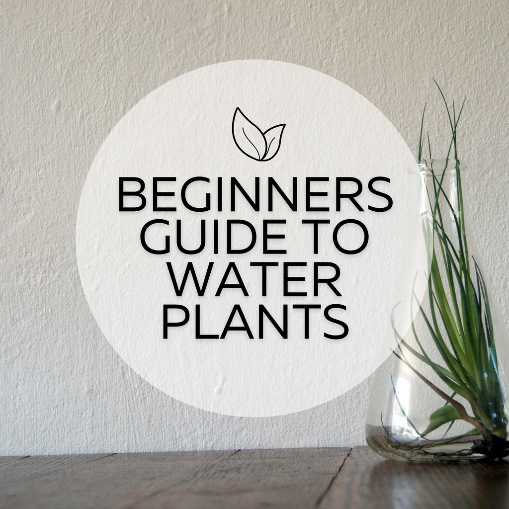 Beginners Guide to Water plants