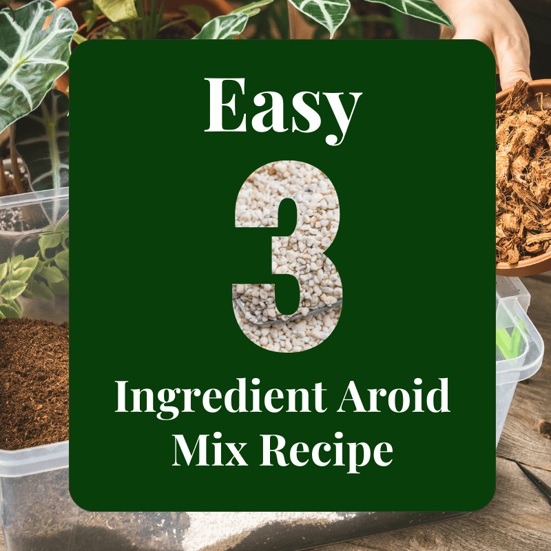 Simple Three Ingredient Aroid Mix Recipe
