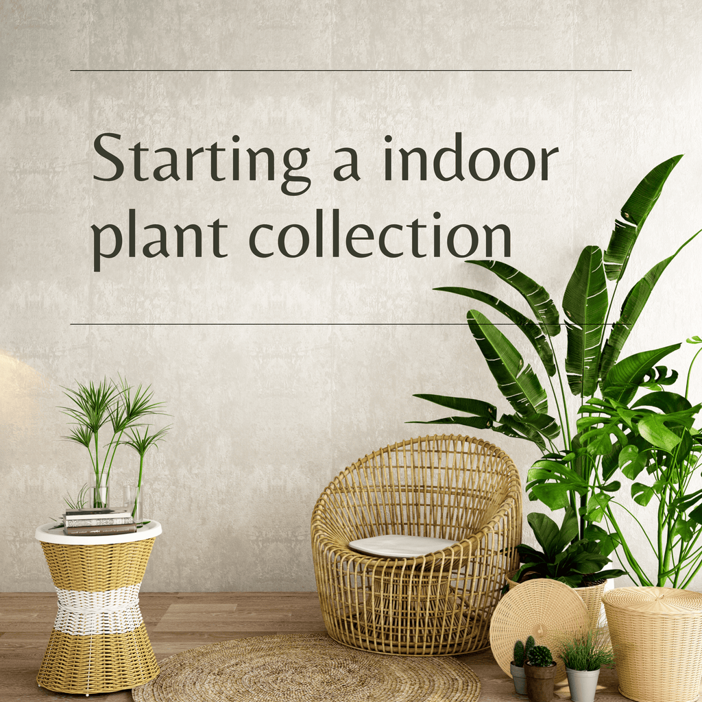 Starting A Indoor Plant Collection in Australia