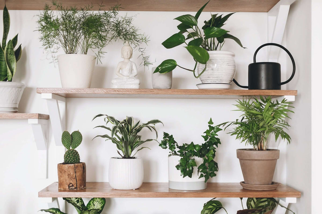 Shelves with various indoor plants and decor, featuring rare houseplants for sale at Chalet Boutique, Australia.