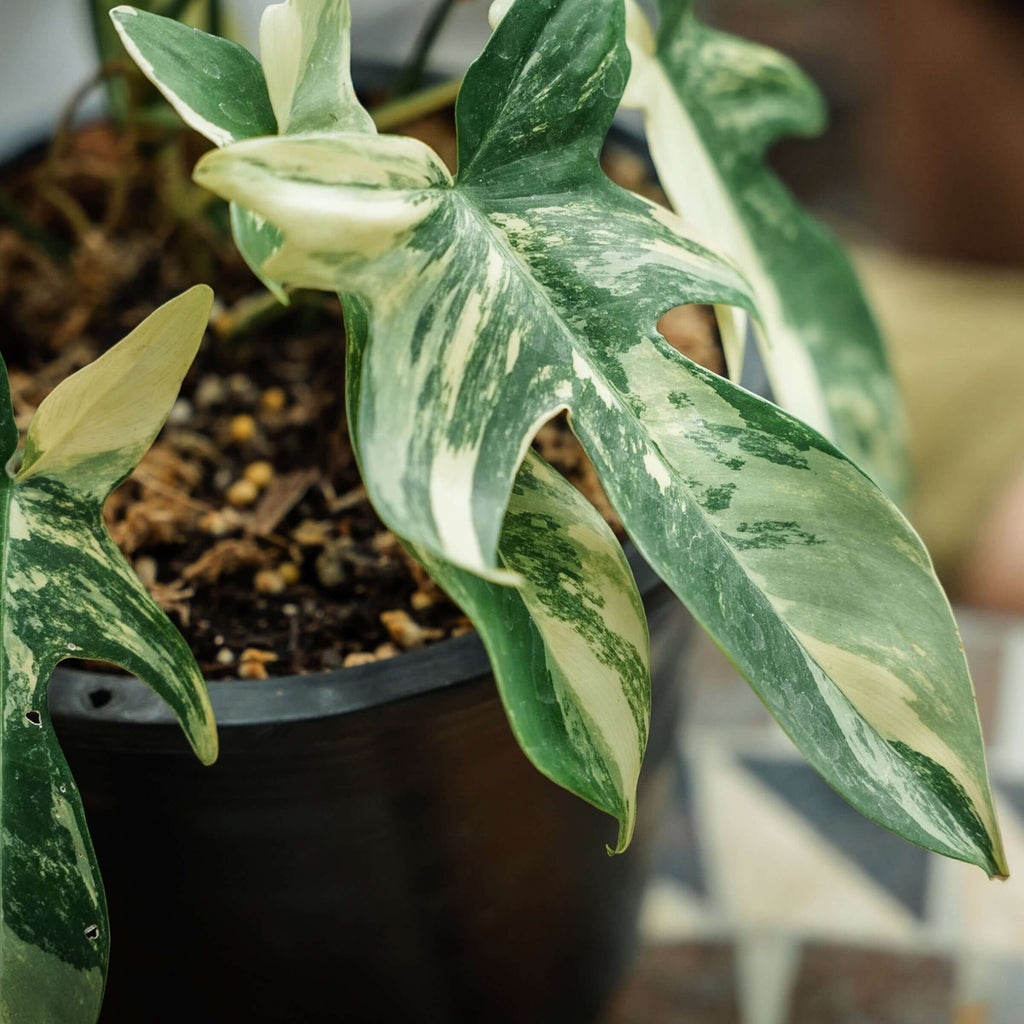 Shop Rare Plants | Australian Rare Indoor Plant Nursery | Chalet Boutique, Australia