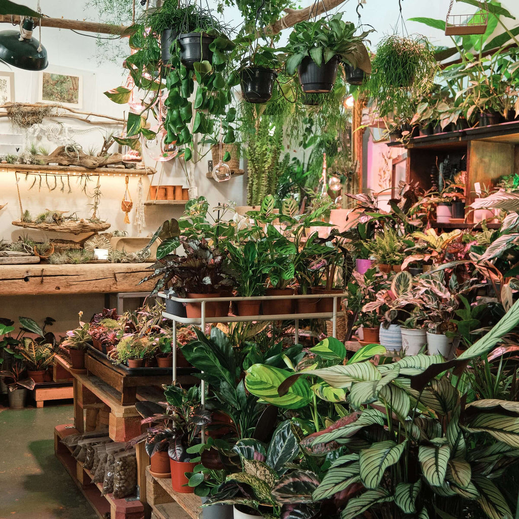 Indoor plant nursery featuring lush rare aroids and houseplants for sale at Chalet Boutique, Australia.