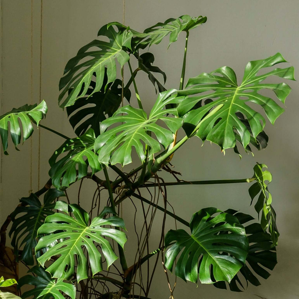 Low Maintenance Indoor Plants - Easy Care | Chalet Boutique, Australia