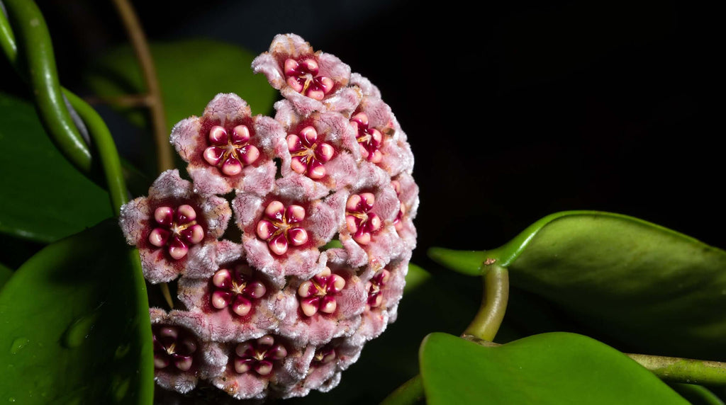 Buy Hoya Plants | Online Hoya Plant Nursery in Australia | Chalet Boutique