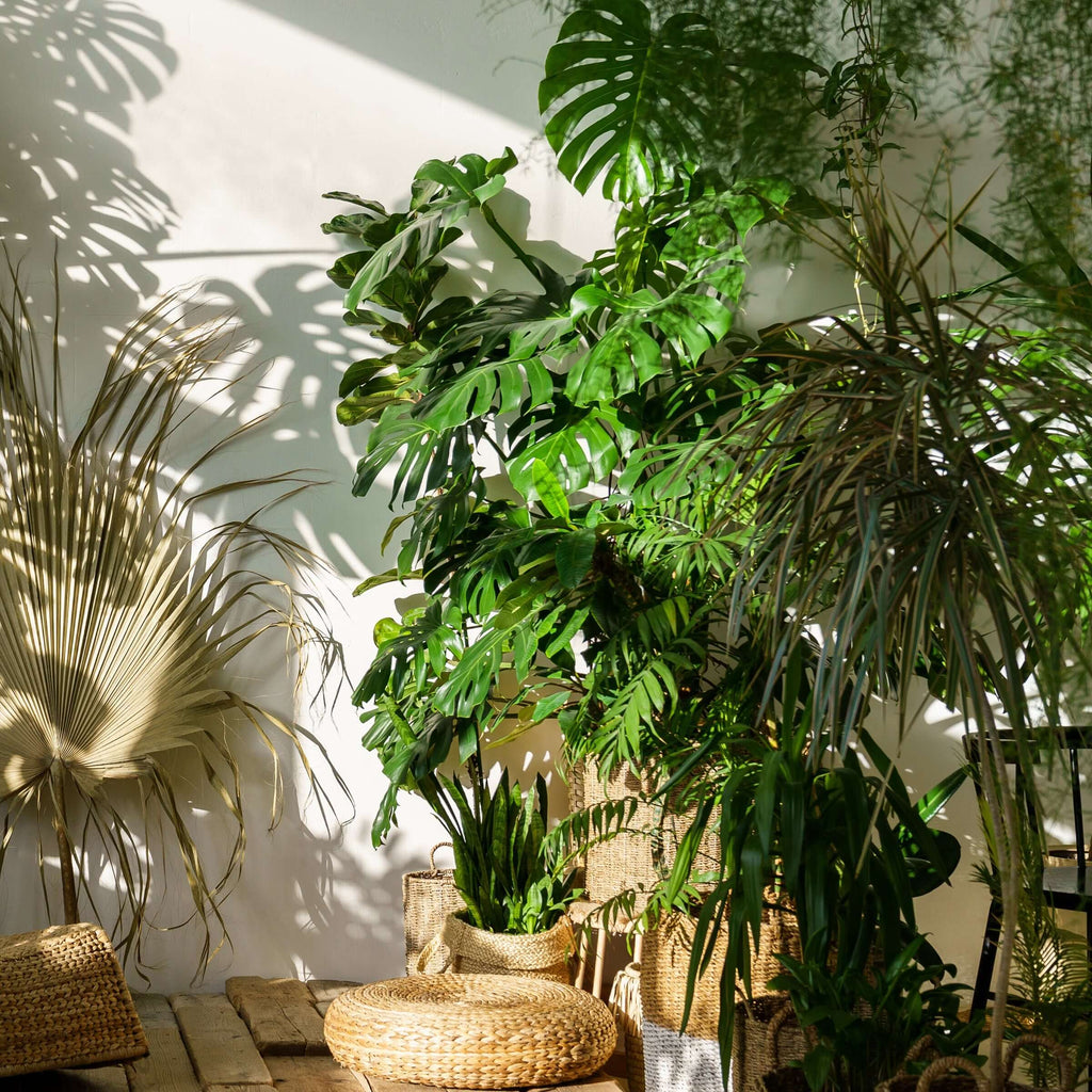 Lush tropical indoor plants in a sunlit room from Chalet Boutique, Australia. Perfect for houseplant enthusiasts.