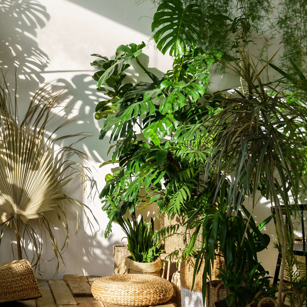 Buy Houseplants Online in Australia | Indoor Plants Delivered