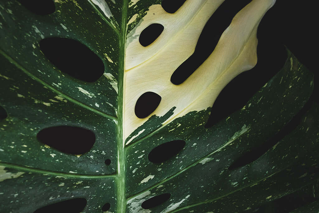 Variegated monstera leaf close-up, showcasing unique patterns and vibrant colours. Available at Chalet Boutique, Australia.