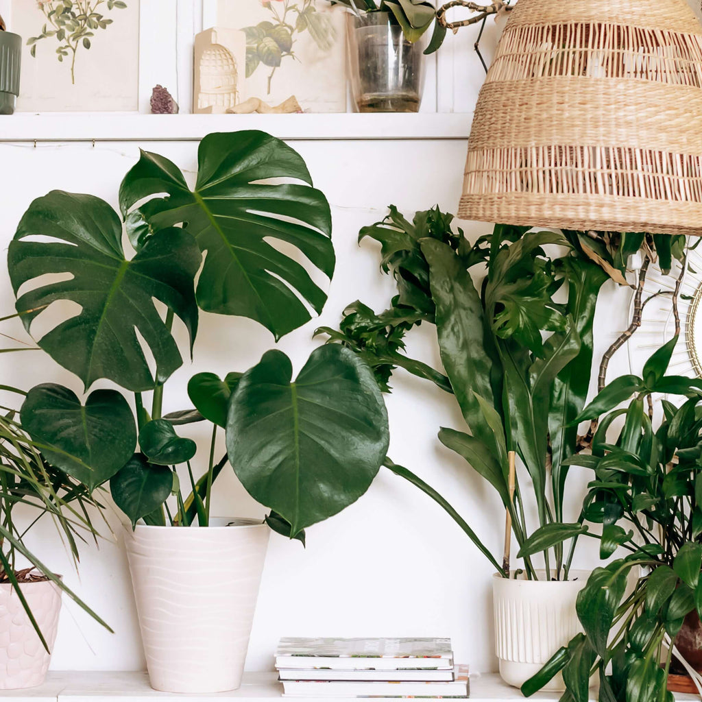 Buy Indoor Plants Online In Australia | Chalet Boutique, Online Plant Nursery in Australia