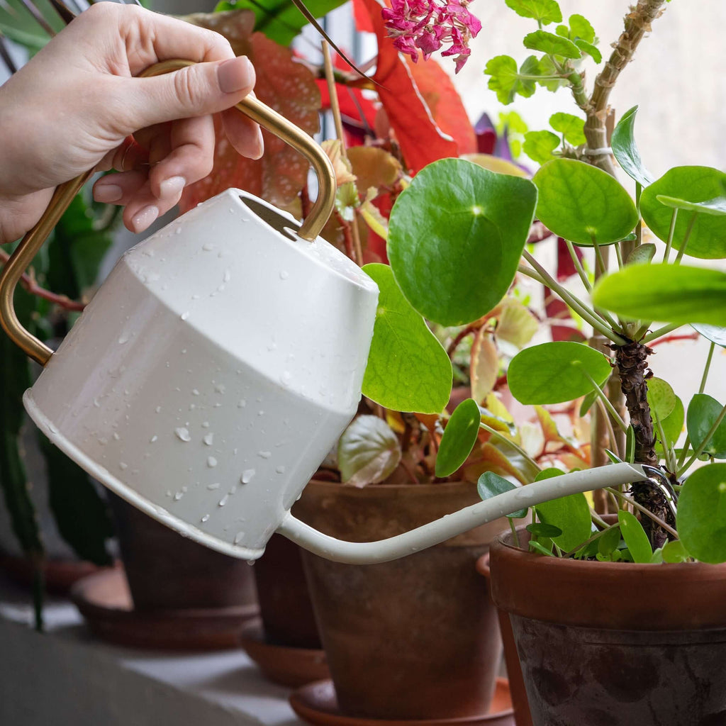 Hand watering indoor plants with stylish metal watering can in a home setting, perfect for nurturing rare aroids. Chalet Boutique, Australia.