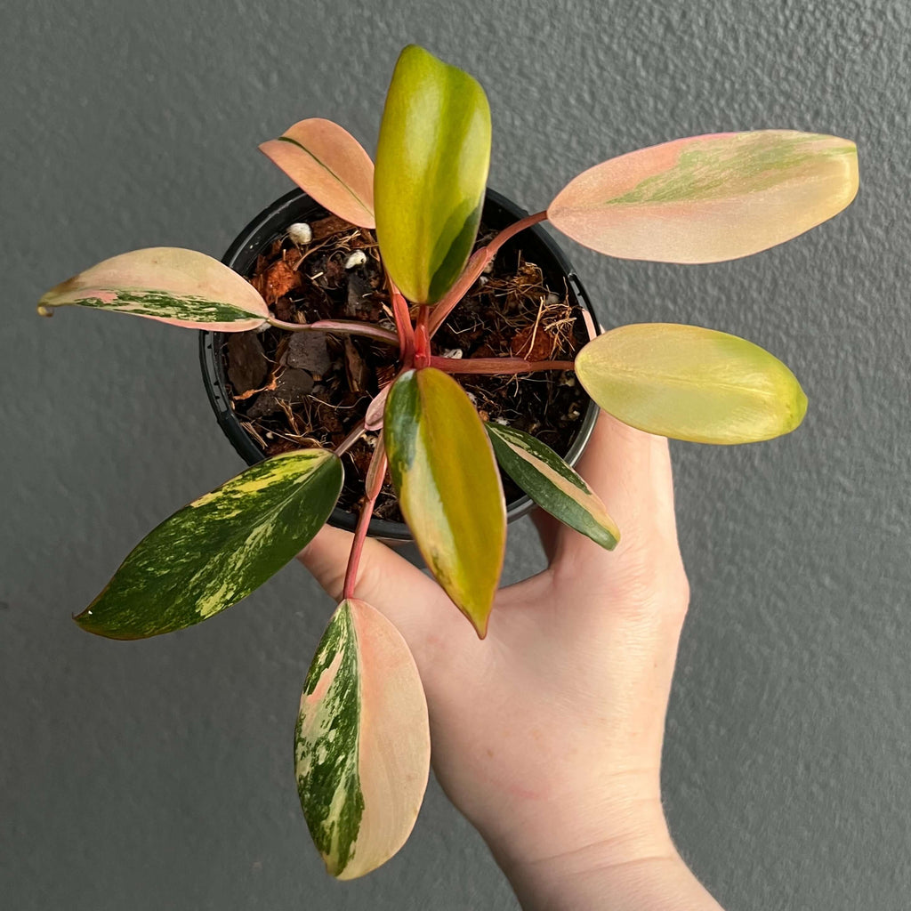 Philodendron Strawberry Shake in a 10cm pot showcasing variegated leaves, perfect for unique indoor plants. Chalet Boutique, Australia.