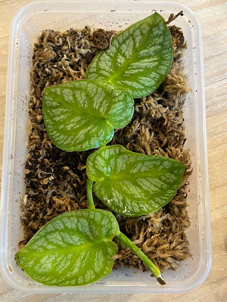 Monstera Dubia stem propagation in moss, showcasing vibrant green leaves for indoor plants. Chalet Boutique, Australia.