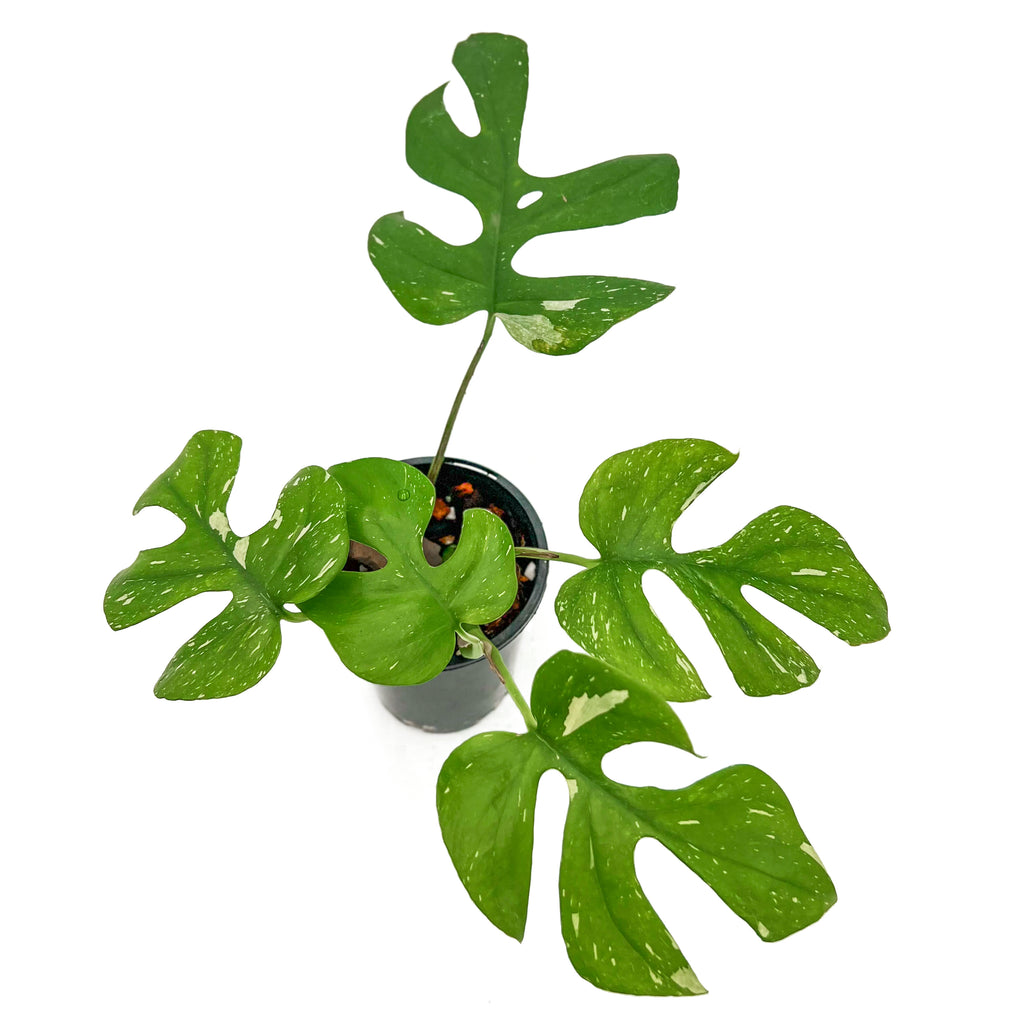 Rhaphidophora tetrasperma variegated plant with split leaves in a pot, ideal for indoor gardening. Chalet Boutique, Australia.
