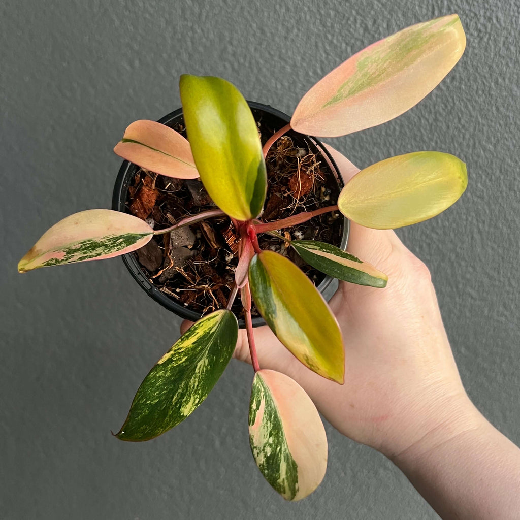 Philodendron Strawberry Shake with variegated leaves in a 10cm pot, ideal for rare indoor plant enthusiasts. Chalet Boutique, Australia.