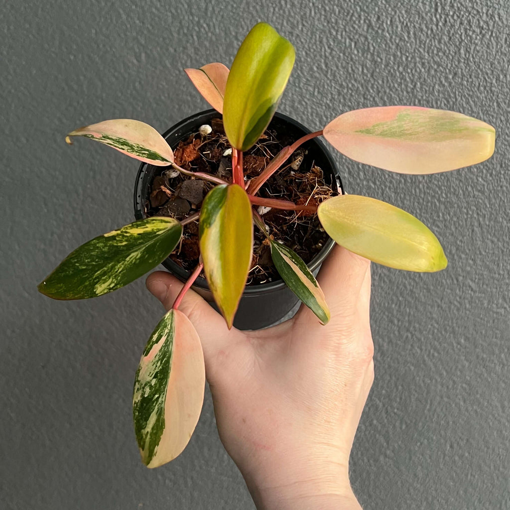 Philodendron Strawberry Shake in hand, showcasing variegated leaves in pink, cream, and green. Chalet Boutique, Australia.