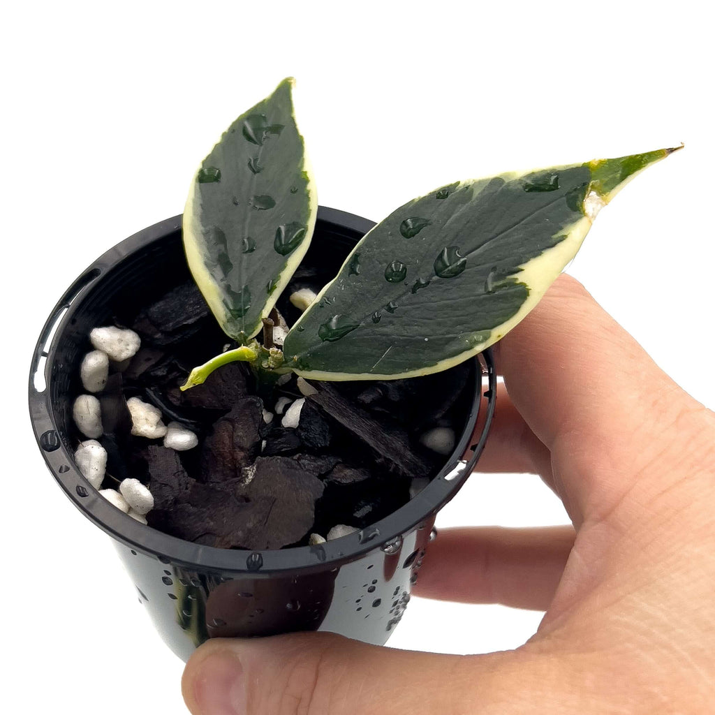 Hoya polyneura 'Variegata' | Indoor Plant | Chalet Boutique - Australia