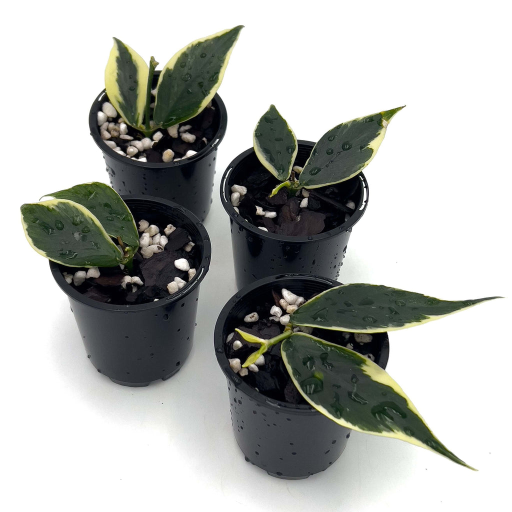 Hoya polyneura 'Variegata' | Indoor Plant | Chalet Boutique - Australia
