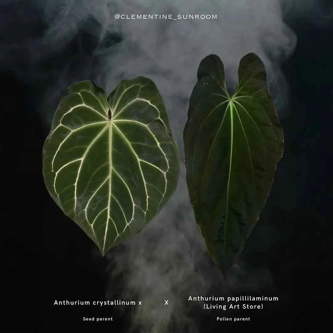 anthurium papillilaminum x crystallinum Anthurium 'crystallinum x' × papillilaminum