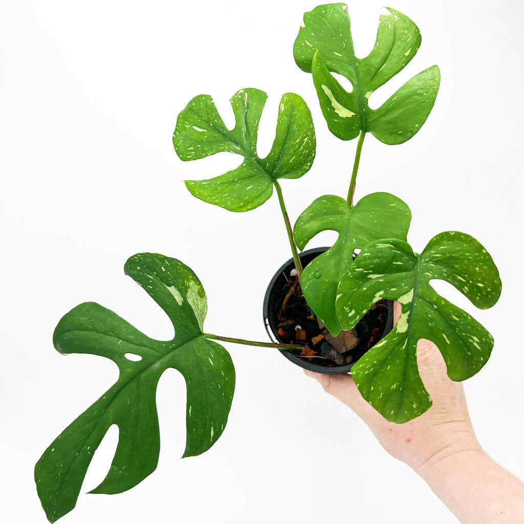 Variegated Rhaphidophora tetrasperma in a hand, showcasing unique split leaves. Shop online at Chalet Boutique, Australia.